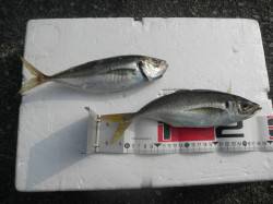 【まだまだ暑い一日です】南港海釣り公園でア…