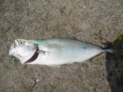 白灯手前でツバスが揚がりました♪南港海釣り…