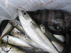 白灯手前でツバスが揚がりました♪南港海釣り公園