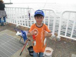 南港海釣り公園　サイキでアジ・イワシなど　アイゴのヒレにはご注意を