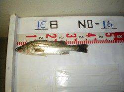 【16日】姫路市立遊漁センターでハネ36cm