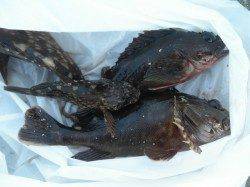 【台風後で海は濁りめ】南港海釣り公園でアジ、ガシラ他