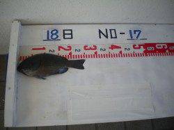 姫路市立遊漁センター、魚種多様に釣れています★