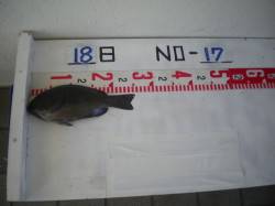 姫路市立遊漁センター、魚種多様に釣れていま…