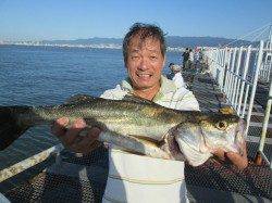 尼崎市魚つり公園、落とし込みでチヌ6枚!