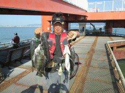 尼崎市魚つり公園、落とし込みでチヌ6枚!