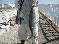 南港海釣り公園、魚種豊富に釣れいます♪