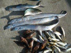 南港海釣り公園、魚種豊富に釣れいます♪