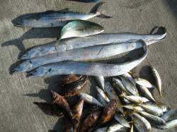 南港海釣り公園、魚種豊富に釣れいます♪