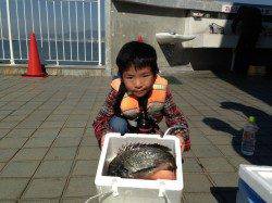 釣り少年がサビキで立派なチヌを釣り上げました!