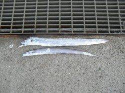 南港海釣り公園　アジを中心にサバ、タチウオ、ガシラなど