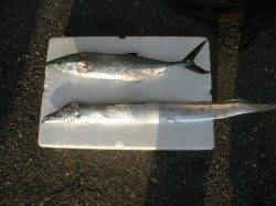 大阪南港海釣り公園、朝はタチウオ狙えそうです！