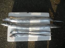 大阪南港海釣り公園、朝はタチウオ狙えそうで…