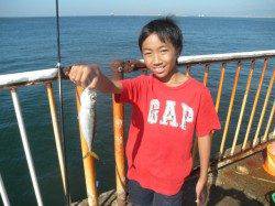 南港海釣り公園でサビキアジ！太刀魚を朝に釣れています