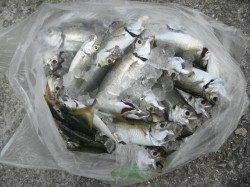 南港海釣り公園でサビキアジ！太刀魚を朝に釣れています