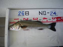 姫路市立遊漁センター、アジの呑ませでハネ