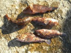 南港海釣り公園、開園後一時間にでタチウオ七…