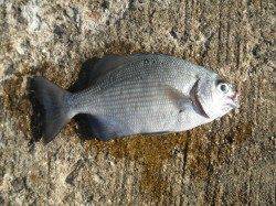 南港海釣り公園、開園後一時間にでタチウオ七匹