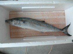 南港海釣り公園　アジは28cmの良型も　タチウオは朝方に15本