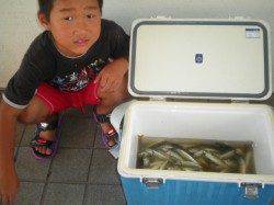 姫路市立遊漁センター　サビキのアジが好調