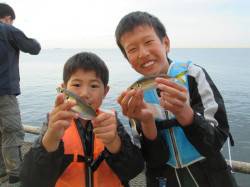 尼崎市魚つり公園　サビキのアジの他、サバ、…