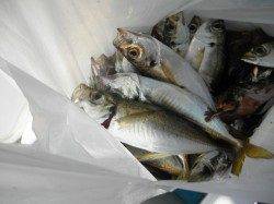 南港海釣り公園 サビキのアジの他、タチウオ、サゴシの釣果