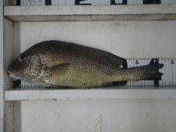 日置　フカセでコロダイ釣果　ボイル使用