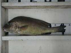 日置　フカセでコロダイ釣果　ボイル使用