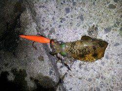 磯ノ浦へエギング、朝に連続HIT！