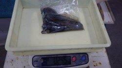 堺堤防　エギングでアオリイカ535g＆245g