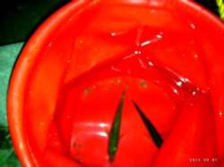 垂水漁港　ジグヘッド+ワームで豆アジ2匹☆…