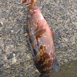 立石でアコウ狙い&エギングでアオリイカ