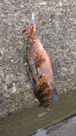 立石でアコウ狙い&エギングでアオリイカ