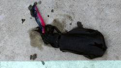 立石でアコウ狙い&エギングでアオリ…