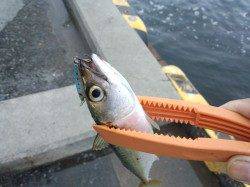 兵突でタチウオ狙い・・・釣果はサバでした
