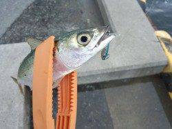 兵突でタチウオ狙い・・・釣果はサバでした