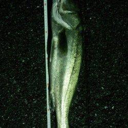 白灯台　三発目のアタリでシーバス仕留める！