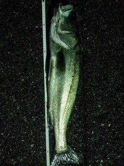 白灯台　三発目のアタリでシーバス仕留める！