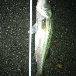 白灯台　三発目のアタリでシーバス仕留める！