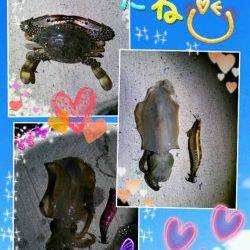 夕日港　夜21時頃〜朝マズメまでのエギング！