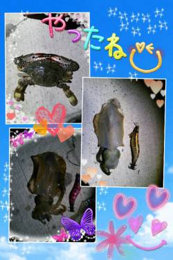 夕日港　夜21時頃〜朝マズメまでのエギング…