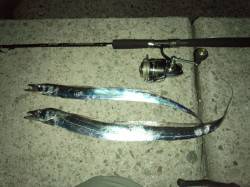 貝塚人口島テトラ　ワインドでタチウオ☆アタ…