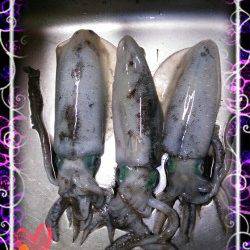 久美浜で良型アオリイカ連続ヒット♪(*´∀`)♪