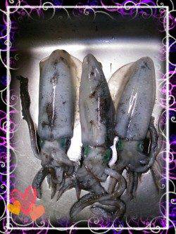 久美浜で良型アオリイカ連続ヒット♪(*´∀`)♪