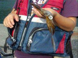 志積～矢代　泳がせ釣りでアオリの釣果