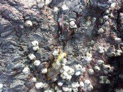 アオリを求め初めて沖磯へ～湯浅の磯エギング