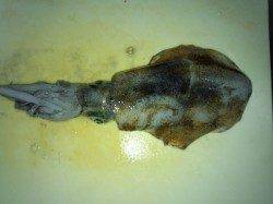 志積～矢代　泳がせ釣りでアオリの釣果