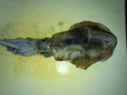 志積～矢代　泳がせ釣りでアオリの釣果