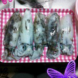 久美浜　エギングでのアオリイカは3人で30パイ前後☆