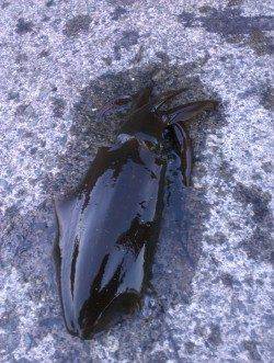 白木でのエギング釣果